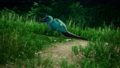 The Non Flying Bird with its lizard-like tail and blue tuft