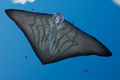 The manta as seen from below with its swarm of small bird creatures flying in formation.