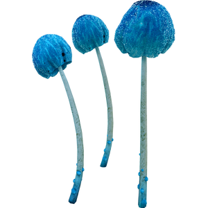 Round Blue Cap Mushroom.png
